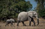 Baby elephant on foot -- during a walking safari with Robin Pope, Nsefu sector of South Luangwa National Park in Zambia