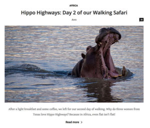 Hippo photo linked to second article on Robin Pope Walking Safari in South Luangwa National Park Zambia