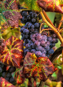 Sangiovese grapes in the Chianti region, ripe and ready for harvest.