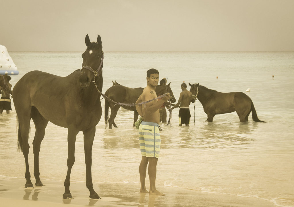 Racehorses in the surf Barbados