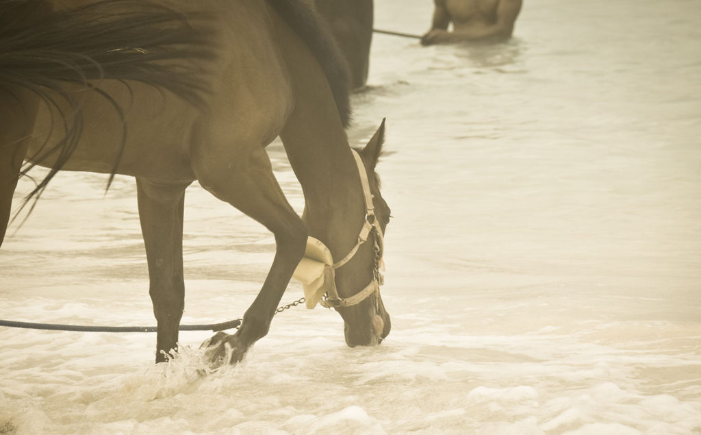 Garrison Savannah racehorses swimming on beach 5