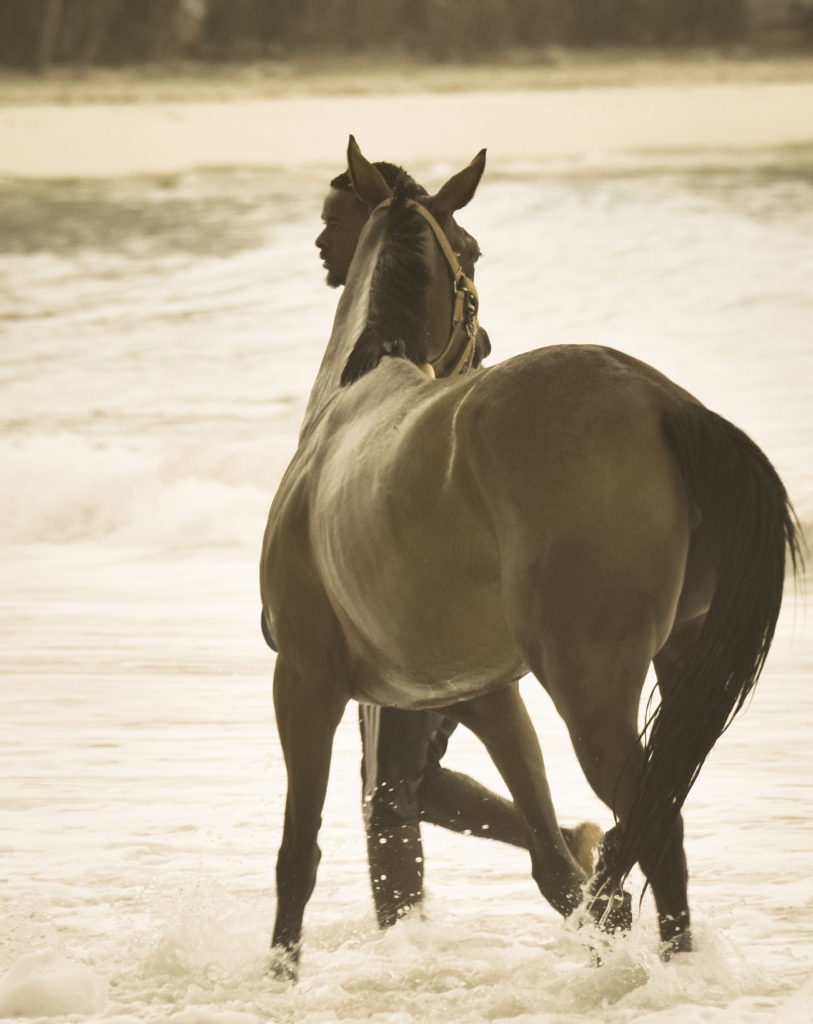 Garrison Savannah racehorses swimming on beach 2