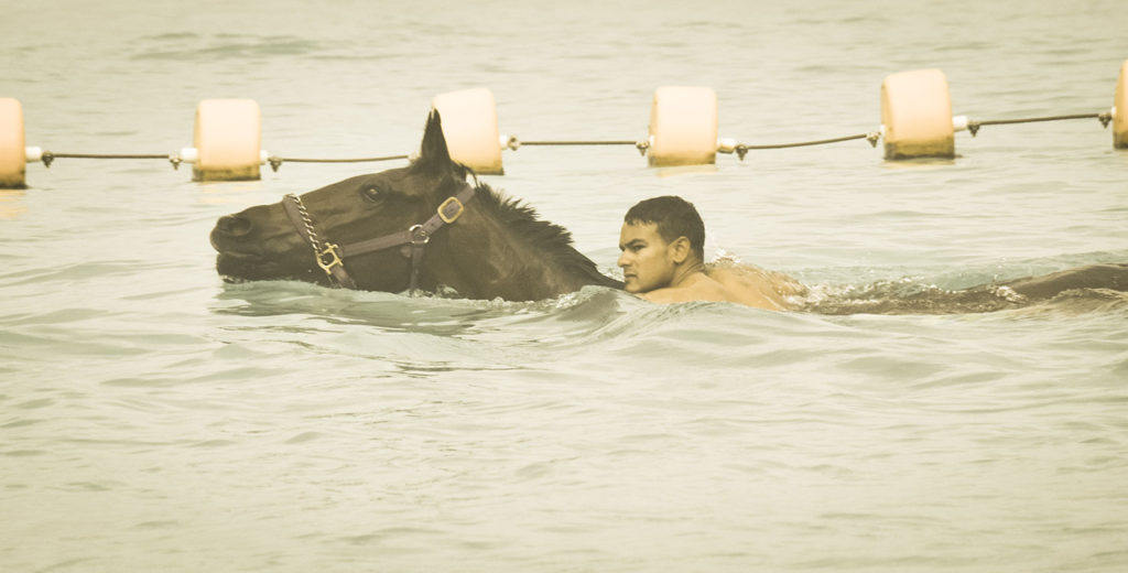 Garrison Savannah racehorses swimming on beach 4