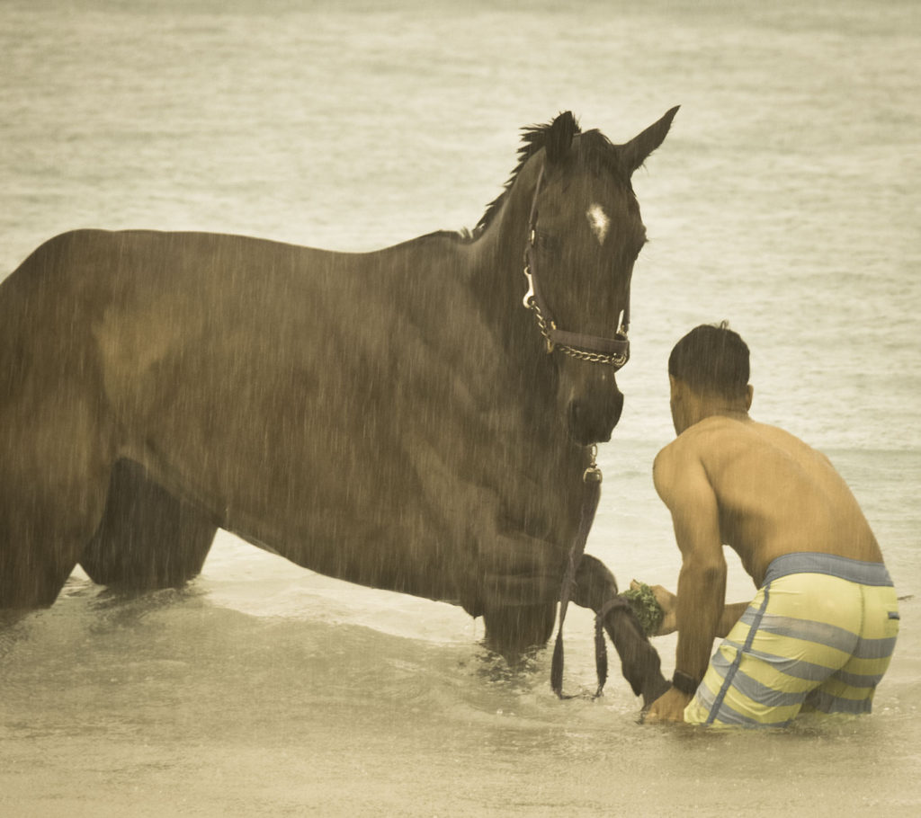 Garrison Savannah racehorses swimming on beach image 7