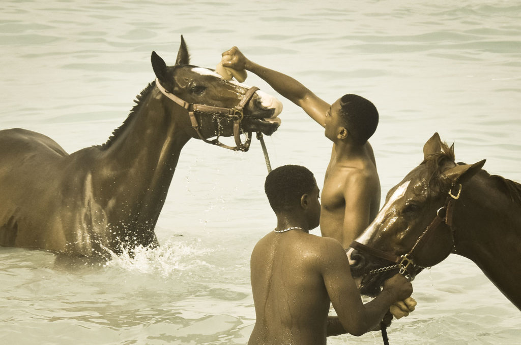 swimming horses of barbados