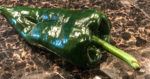 Raw poblano pepper