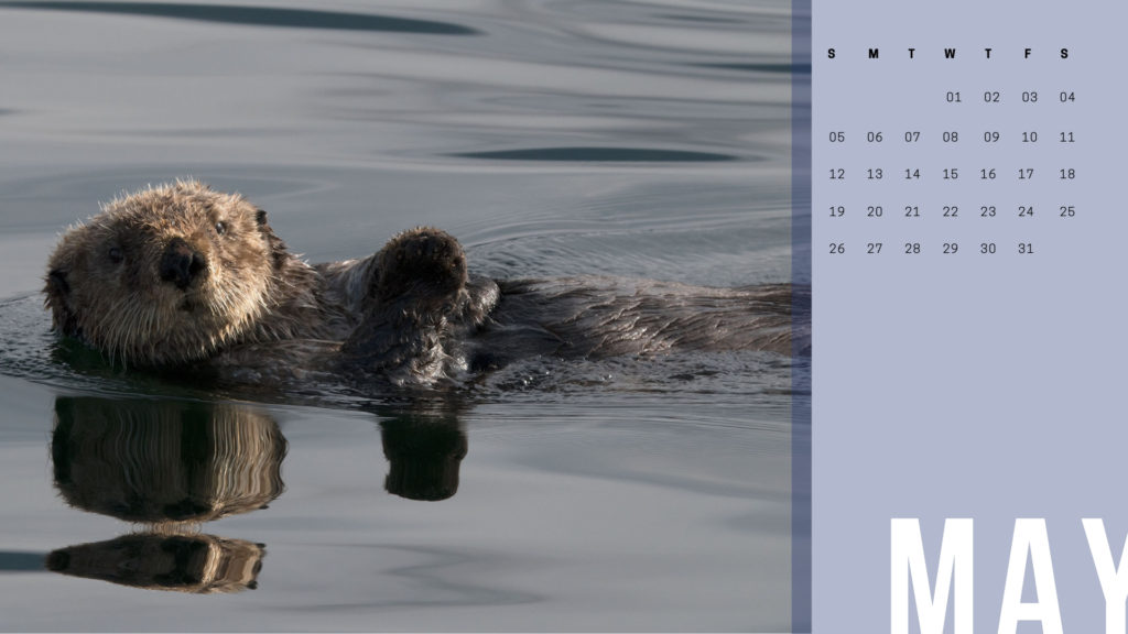 May 2019 Calendar Wallpaper Sea Otter near Sitka Alaska