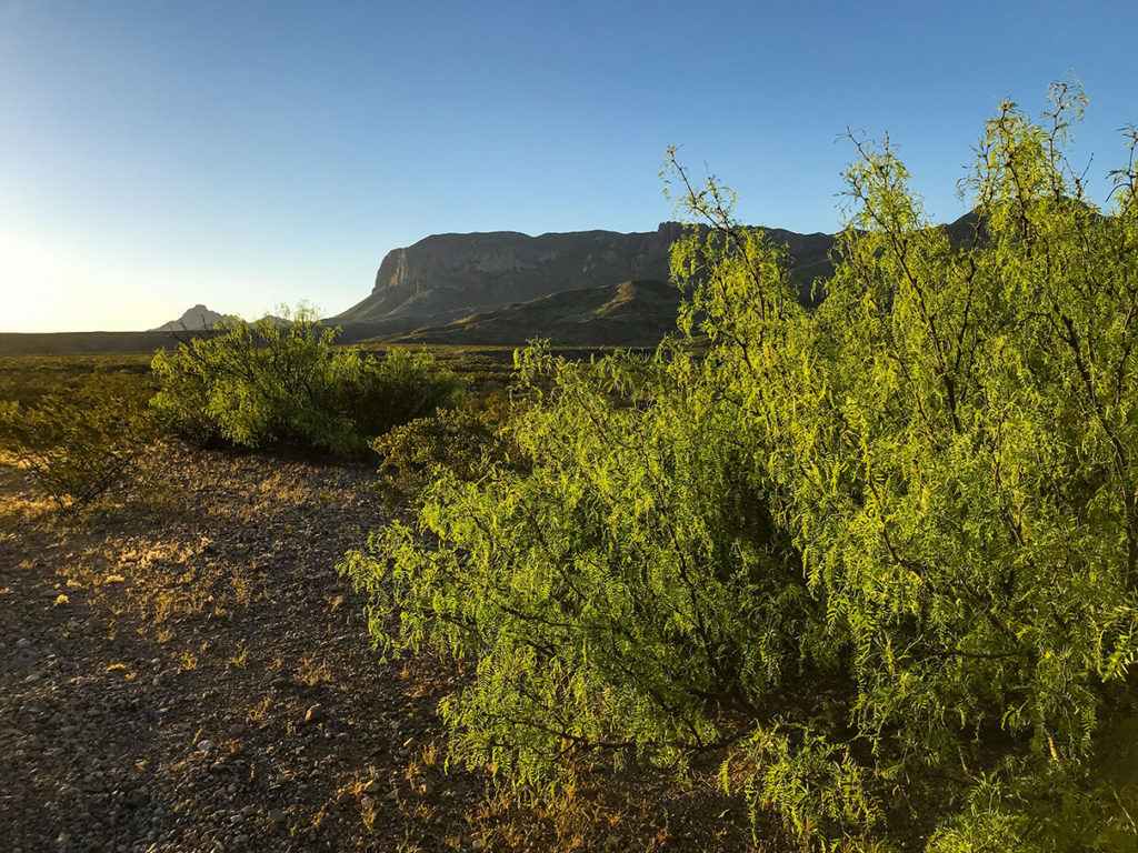 Sunrise in Big Bend Chisos mountains and mesquite