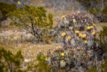 Yellow prickly pear cactus in bloom