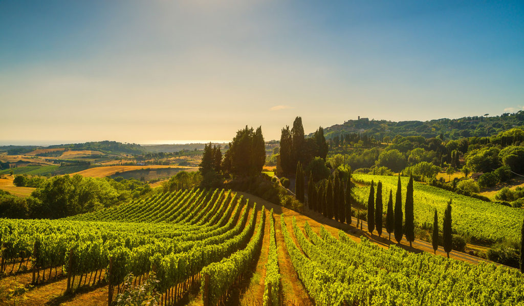 Vineyard in the Maremma region of Italy